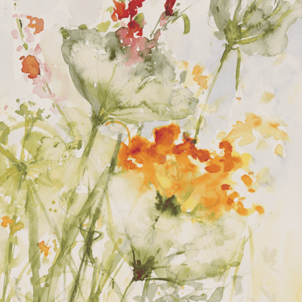 Cindy Rawlings, Poppies in the Mist, My Natural World